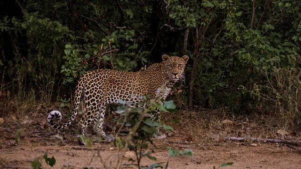 Leopard Kruger National Park South Africa Leopard Panther Closeup Eye — 스톡 사진