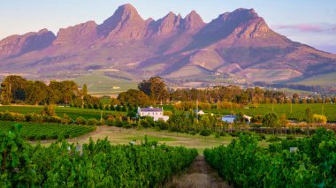 Güney Afrika Cape Town yakınlarındaki Stellenbosch 'ta dağlarla birlikte günbatımında üzüm bağı manzarası. Üzüm bağında şarap üzümleri,