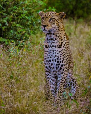 Güney Afrika 'daki Kruger Ulusal Parkı' nda leopar. Leopar ya da panter, orman çalılıklarında vahşi yaşam safarisi sırasında yağmurlu muson mevsiminde yeşil arka planda göz teması kurarak ters dönerler.
