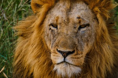 African Lions during safari game drive in Kruger National park South Africa. close up of Lions looking into camera