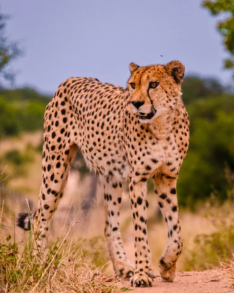 Kruger Ulusal Parkı Nda Vahşi Bir Hayvan Güney Afrika Çita — Stok fotoğraf