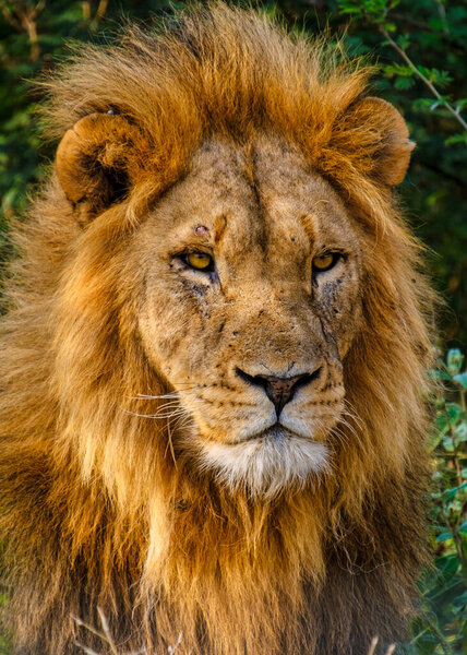 African Lions during safari game drive in Kruger National park South Africa. close up of Lions looking into camera