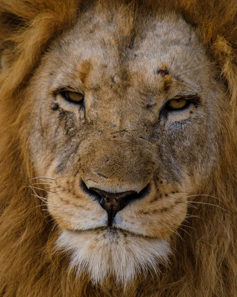 African Lions Během Safari Hry Řídit Kruger National Park Jižní — Stock fotografie