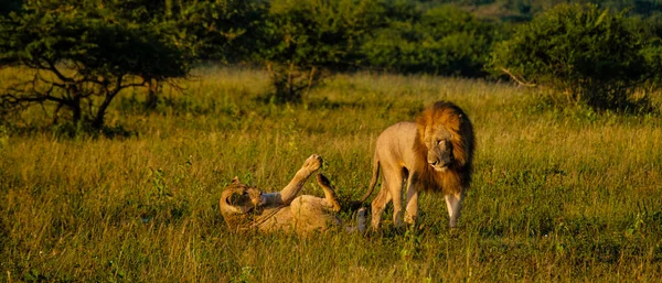 Lion Αρσενικό Και Θηλυκό Ζευγάρι Κατά Διάρκεια Της Δύσης Στη — Φωτογραφία Αρχείου