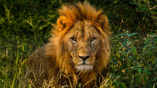 African Lions Podczas Jazdy Gry Safari Parku Narodowym Kruger Rpa — Zdjęcie stockowe