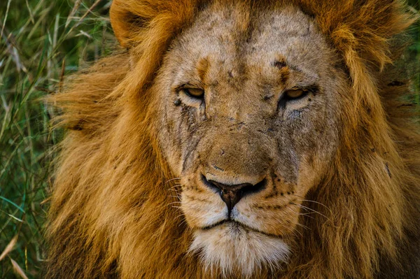 African Lions Během Safari Hry Řídit Kruger National Park Jižní — Stock fotografie