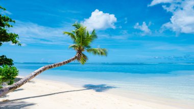 Mahe Seychelles is a tropical beach with hanging palm trees, and a blue ocean at Mahe Seychelles. Anse Royale beach Seychelles Mahe