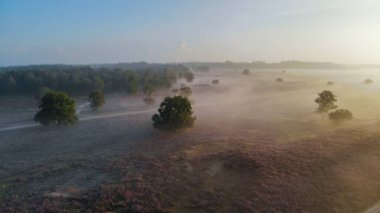 Zuiderheide National park Veluwe, purple pink heather in bloom, blooming heater on the Veluwe by Laren Hilversum Netherlands, blooming heather fields