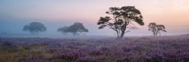Zuiderheide National park Veluwe, purple pink heather in bloom, blooming heater on the Veluwe by Laren Hilversum Netherlands, blooming heather fields