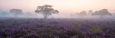 Zuiderheide National park Veluwe, purple pink heather in bloom, blooming heater on the Veluwe by Laren Hilversum Netherlands, blooming heather fields