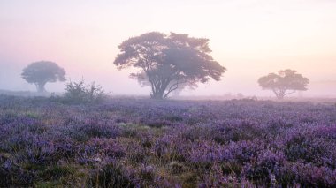 Zuiderheide National park Veluwe, purple pink heather in bloom, blooming heater on the Veluwe by Laren Hilversum Netherlands, blooming heather fields