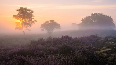 Zuiderheide National park Veluwe, purple pink heather in bloom, blooming heater on the Veluwe by Laren Hilversum Netherlands, blooming heather fields