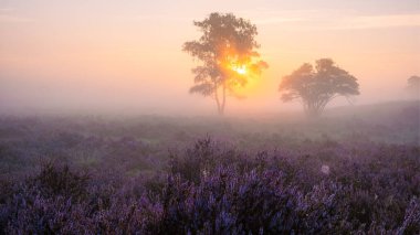Zuiderheide National park Veluwe, purple pink heather in bloom, blooming heater on the Veluwe by Laren Hilversum Netherlands, blooming heather fields