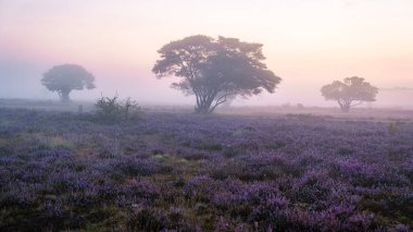Zuiderheide National park Veluwe, purple pink heather in bloom, blooming heater on the Veluwe by Laren Hilversum Netherlands, blooming heather fields