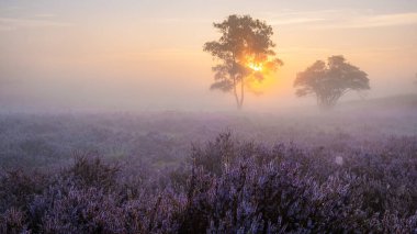 Zuiderheide National park Veluwe, purple pink heather in bloom, blooming heater on the Veluwe by Laren Hilversum Netherlands, blooming heather fields