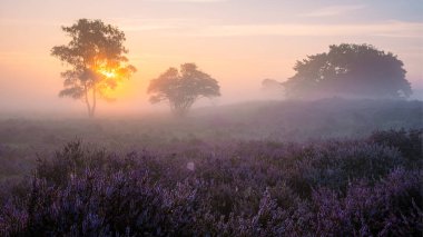 Zuiderheide National park Veluwe, purple pink heather in bloom, blooming heater on the Veluwe by Laren Hilversum Netherlands, blooming heather fields