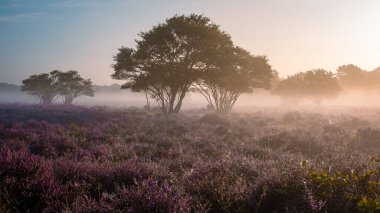 Zuiderheide National park Veluwe, purple pink heather in bloom, blooming heater on the Veluwe by Laren Hilversum Netherlands, blooming heather fields