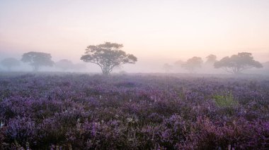 Zuiderheide National park Veluwe, purple pink heather in bloom, blooming heater on the Veluwe by Laren Hilversum Netherlands, blooming heather fields