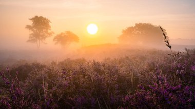 Zuiderheide National park Veluwe, purple pink heather in bloom, blooming heater on the Veluwe by Laren Hilversum Netherlands, blooming heather fields