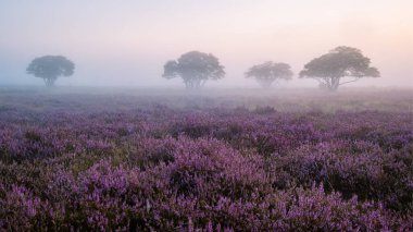 Zuiderheide National park Veluwe, purple pink heather in bloom, blooming heater on the Veluwe by Laren Hilversum Netherlands, blooming heather fields