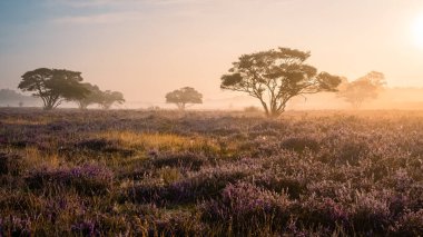 Zuiderheide National park Veluwe, purple pink heather in bloom, blooming heater on the Veluwe by Laren Hilversum Netherlands, blooming heather fields