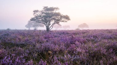 Zuiderheide National park Veluwe, purple pink heather in bloom, blooming heater on the Veluwe by Laren Hilversum Netherlands, blooming heather fields