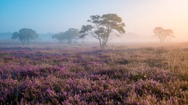 Zuiderheide National park Veluwe, purple pink heather in bloom, blooming heater on the Veluwe by Laren Hilversum Netherlands, blooming heather fields