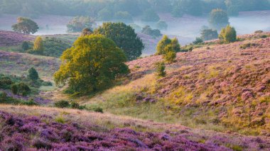 Posbank National park Veluwe, purple pink heather in bloom, blooming heater on the Veluwe by the Hills of the Posbank Rheden, Netherlands. 