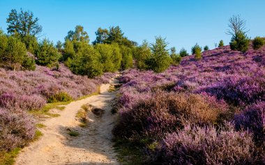 Posbank National park Veluwe, purple pink heather in bloom, blooming heater on the Veluwe by the Hills of the Posbank Rheden, Netherlands. 