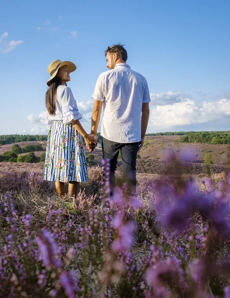 Posbank National Park Veluwe Purple Pink Heather Bloom Blooming Heater — Foto Stock