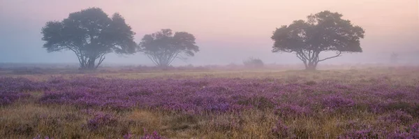 Zuiderheide National Park Veluwe Purple Pink Heather Bloom Blooming Heater — 图库照片