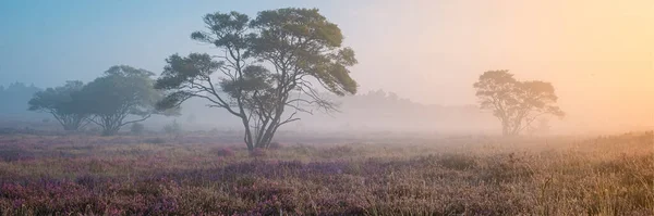 Zuiderheide National Park Veluwe Purple Pink Heather Bloom Blooming Heater — Stock fotografie