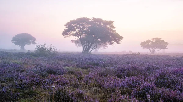 Zuiderheide National park Veluwe, purple pink heather in bloom, blooming heater on the Veluwe by Laren Hilversum Netherlands, blooming heather fields