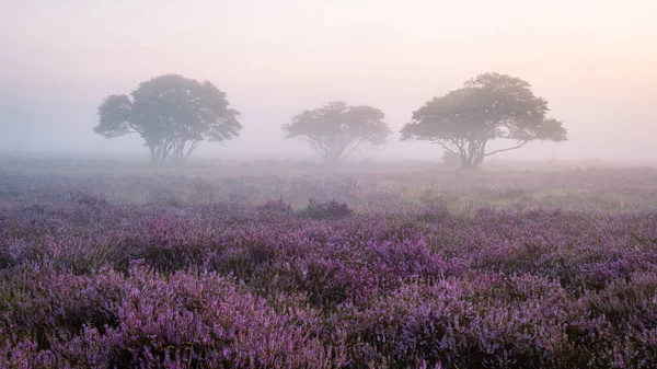 Zuiderheide National Park Veluwe Purple Pink Heather Bloom Blooming Heater — 图库照片