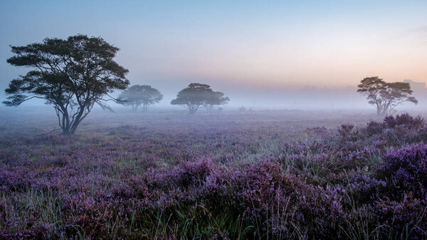 Zuiderheide National park Veluwe, purple pink heather in bloom, blooming heater on the Veluwe by Laren Hilversum Netherlands, blooming heather fields