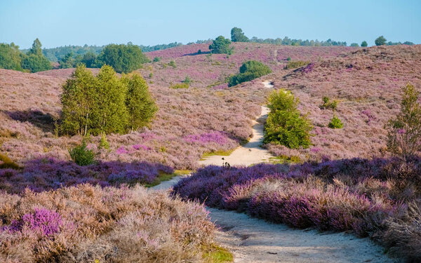 Posbank National park Veluwe, purple pink heather in bloom, blooming heater on the Veluwe by the Hills of the Posbank Rheden, Netherlands. 