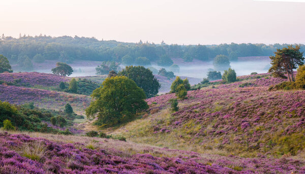 Posbank National park Veluwe, purple pink heather in bloom, blooming heater on the Veluwe by the Hills of the Posbank Rheden, Netherlands. 