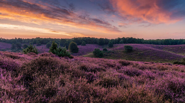 Posbank National park Veluwe, purple pink heather in bloom, blooming heater on the Veluwe by the Hills of the Posbank Rheden, Netherlands. 