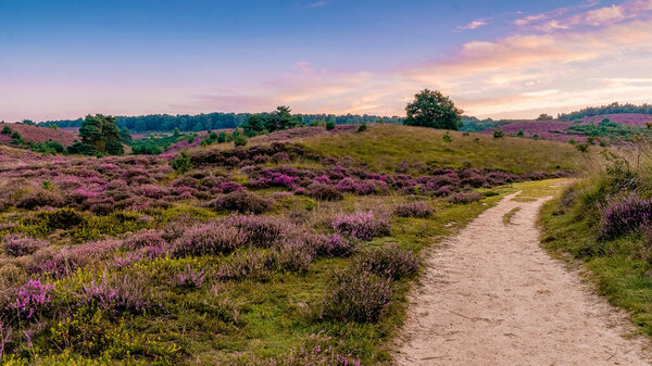Posbank National park Veluwe, purple pink heather in bloom, blooming heater on the Veluwe by the Hills of the Posbank Rheden, Netherlands. 