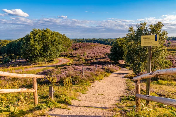 Posbank National park Veluwe, purple pink heather in bloom, blooming heater on the Veluwe by the Hills of the Posbank Rheden, Netherlands. 