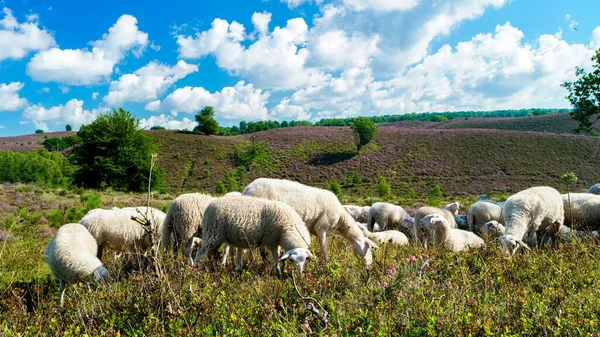 Sheeps grazing at the Posbank National park Veluwe, purple pink heather in bloom, blooming heater on the Veluwe by the Hills of the Posbank Rheden, Netherlands.