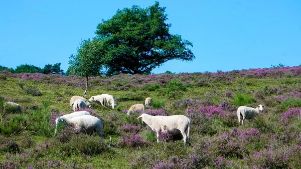 Sheeps grazing at the Posbank National park Veluwe, purple pink heather in bloom, blooming heater on the Veluwe by the Hills of the Posbank Rheden, Netherlands.