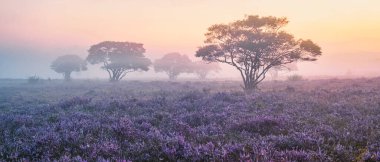 Zuiderheide National park Veluwe, purple pink heather in bloom, blooming heater on the Veluwe by Laren Hilversum Netherlands, blooming heather fields