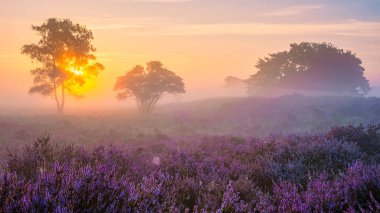 Zuiderheide National park Veluwe, purple pink heather in bloom, blooming heater on the Veluwe by Laren Hilversum Netherlands, blooming heather fields