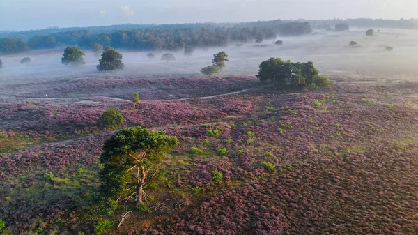 Zuiderheide National Park Veluwe Purple Pink Heather Bloom Blooming Heater — Stock Fotó