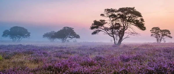 Zuiderheide National Park Veluwe Purple Pink Heather Bloom Blooming Heater — ストック写真