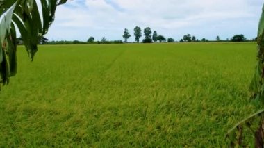 Beautiful green paddy field in Thailand, green rice field during monsoon rainy season in Thailand. 