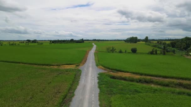 Road Beautiful Green Paddy Fields Thailand Road Rice Field Monsoon — 비디오