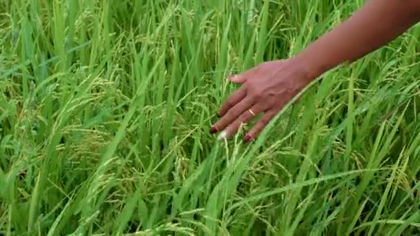 Asian Women Hand Beautiful Green Paddy Field Thailand Women Walking — Video Stock
