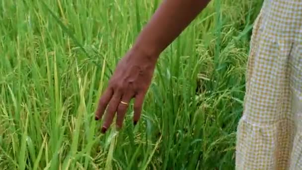 Asian Women Hand Beautiful Green Paddy Field Thailand Women Walking — Vídeos de Stock